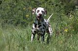 DALMATIEN 070